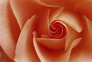 USA, Colorado, Lafayette. Peach rose close-up USA, Colorado, Lafayette. Peach rose close-up