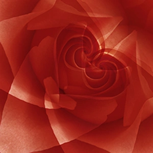 USA, Colorado, Lafayette. Red rose montage. Credit as: Marie Bush / Jaynes Gallery USA, Colorado, Lafayette. Red rose montage. Credit as: Marie Bush / Jaynes Gallery