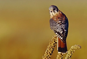 USA, Colorado, male American Kestrel (Falco sparverius) USA, Colorado, male American Kestrel (Falco sparverius)