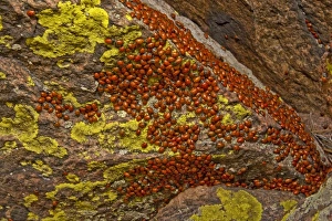 USA, Colorado, Mount Falcon Open Space Park. Ladybug beetles gather on rock for overwintering USA, Colorado, Mount Falcon Open Space Park. Ladybug beetles gather on rock for overwintering