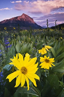 USA, Colorado, Mt. Crested Butte. Meadow wildflowers at sunset USA, Colorado, Mt. Crested Butte. Meadow wildflowers at sunset