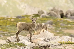 USA, Colorado, Mt. Evans. Bighorn sheep lambs USA, Colorado, Mt. Evans. Bighorn sheep lambs