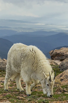 USA, Colorado, Mt. Evans. Mountain goat grazing USA, Colorado, Mt. Evans. Mountain goat grazing