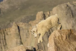 USA, Colorado, Mt. Evans. Mountain goat kid on rocks USA, Colorado, Mt. Evans. Mountain goat kid on rocks