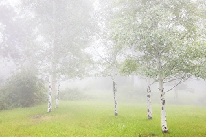 USA, Colorado, Pike National Forest. Fog envelopes aspen grove USA, Colorado, Pike National Forest. Fog envelopes aspen grove