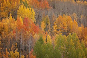 USA, Colorado, Red Mountain Pass. Autum-colored forest USA, Colorado, Red Mountain Pass. Autum-colored forest