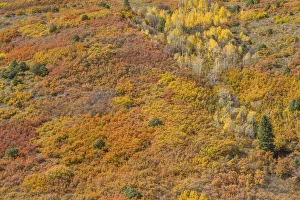 USA, Colorado, San Juan Mountains, Uncompahgre National Forest USA, Colorado, San Juan Mountains, Uncompahgre National Forest