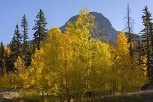 USA, Colorado, San Juan National Forest, Autumn colored aspen (Populus tremuloides USA, Colorado, San Juan National Forest, Autumn colored aspen (Populus tremuloides