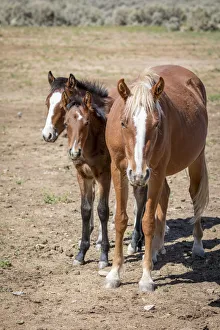 USA, Colorado, San Luis. Wild horse adult and foals USA, Colorado, San Luis. Wild horse adult and foals