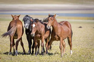 USA, Colorado, San Luis. Wild horse adults. Credit as: Fred Lord / Jaynes Gallery / DanitaDelimont USA, Colorado, San Luis. Wild horse adults. Credit as: Fred Lord / Jaynes Gallery / DanitaDelimont