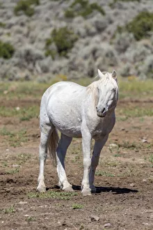 USA, Colorado, San Luis. Wild horse alone. Credit as: Fred Lord / Jaynes Gallery / DanitaDelimont USA, Colorado, San Luis. Wild horse alone. Credit as: Fred Lord / Jaynes Gallery / DanitaDelimont