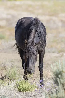 USA, Colorado, San Luis. Wild horse eating. Credit as: Fred Lord / Jaynes Gallery / DanitaDelimont USA, Colorado, San Luis. Wild horse eating. Credit as: Fred Lord / Jaynes Gallery / DanitaDelimont