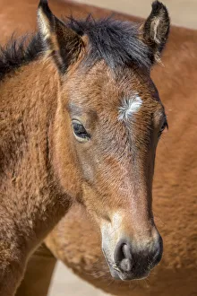 USA, Colorado, San Luis. Wild horse foal close-up USA, Colorado, San Luis. Wild horse foal close-up