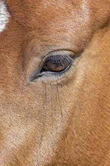 USA, Colorado, San Luis. Wild horse head close-up. USA, Colorado, San Luis. Credit as USA, Colorado, San Luis. Wild horse head close-up. USA, Colorado, San Luis. Credit as