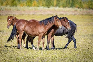 USA, Colorado, San Luis. Wild horse herd. Credit as: Fred Lord / Jaynes Gallery / DanitaDelimont USA, Colorado, San Luis. Wild horse herd. Credit as: Fred Lord / Jaynes Gallery / DanitaDelimont