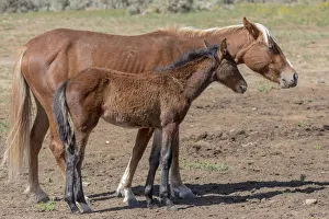 USA, Colorado, San Luis. Wild horse mare and foal USA, Colorado, San Luis. Wild horse mare and foal