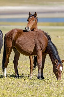 USA, Colorado, San Luis. Wild horses close-up USA, Colorado, San Luis. Wild horses close-up
