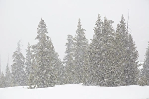 USA, Colorado. Summer snowstorm on Continental Divide USA, Colorado. Summer snowstorm on Continental Divide