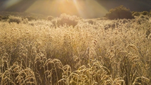 USA, Colorado. Sunlight on fall grasses. Credit as: Don Paulson / Jaynes Gallery / DanitaDelimont USA, Colorado. Sunlight on fall grasses. Credit as: Don Paulson / Jaynes Gallery / DanitaDelimont