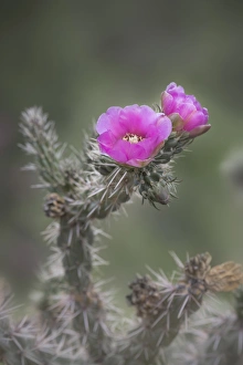 USA, Colorado. Tree cholla cactus in bloom. Credit as: Don Grall / Jaynes Gallery / DanitaDelimont USA, Colorado. Tree cholla cactus in bloom. Credit as: Don Grall / Jaynes Gallery / DanitaDelimont
