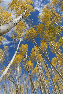 USA, Colorado, Uncompahgre National Forest, Grove of autumn colored quaking aspen USA, Colorado, Uncompahgre National Forest, Grove of autumn colored quaking aspen