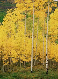 USA, Colorado, View of San Juan National Forest in autumn USA, Colorado, View of San Juan National Forest in autumn