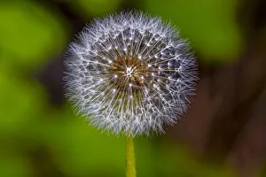 USA, Colorado, Young Gulch. Dandelion close-up USA, Colorado, Young Gulch. Dandelion close-up