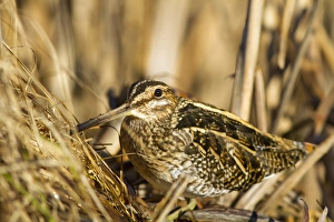 USA. A Common Snipe (Gallinago gallinago) sits camoflaged against some dried vegetation USA. A Common Snipe (Gallinago gallinago) sits camoflaged against some dried vegetation