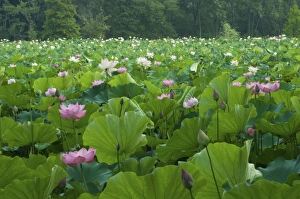 USA, DC, Washington, Kenilworth Aquatic Gardens, large pond filled with pink USA, DC, Washington, Kenilworth Aquatic Gardens, large pond filled with pink