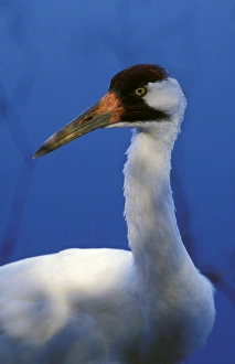 USA, Florida. Adult Whooping Crane (Grus americana) USA, Florida. Adult Whooping Crane (Grus americana)