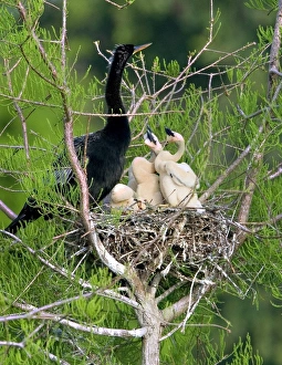 USA, Florida. Anhinga parent and chicks in nest USA, Florida. Anhinga parent and chicks in nest