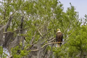 Usa, Florida. Bald eagle sitting in trees around Lochloosa Lake Usa, Florida. Bald eagle sitting in trees around Lochloosa Lake