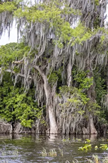 Usa, Florida. Cypress trees around Lochloosa Lake Usa, Florida. Cypress trees around Lochloosa Lake