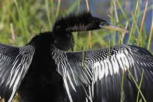 USA, Florida, Everglades National Park. Anhinga with wings spread out to dry. Credit as USA, Florida, Everglades National Park. Anhinga with wings spread out to dry. Credit as