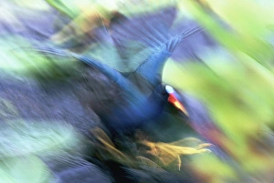 USA, Florida, Everglades National Park. Abstract of purple gallinule on the Anhinga Trail USA, Florida, Everglades National Park. Abstract of purple gallinule on the Anhinga Trail