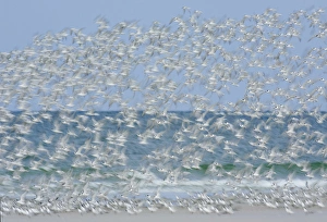 USA, Florida, Fort De Soto Park, Tierra Verde Key. White blur of terns taking flight USA, Florida, Fort De Soto Park, Tierra Verde Key. White blur of terns taking flight