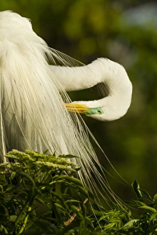 USA, Florida, Gatorland. Great egret preening USA, Florida, Gatorland. Great egret preening