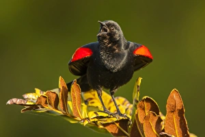 USA, Florida, Green Cay, Wakodahatchee Wetlands. Red-winged blackbird singing on branch USA, Florida, Green Cay, Wakodahatchee Wetlands. Red-winged blackbird singing on branch