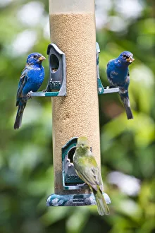 USA, Florida, Immokalee, Midney Home, Indigo Bunting and female Painted Bunting on millet USA, Florida, Immokalee, Midney Home, Indigo Bunting and female Painted Bunting on millet