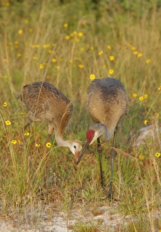 USA, Florida, Indian Lake Estates. Parent feeds sandhill crane colt a mayfly. Credit as USA, Florida, Indian Lake Estates. Parent feeds sandhill crane colt a mayfly. Credit as