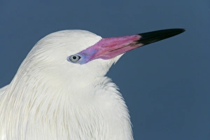 USA, Florida, Little Estero Lagoon. Portrait of reddish egret in white phase. Credit as USA, Florida, Little Estero Lagoon. Portrait of reddish egret in white phase. Credit as