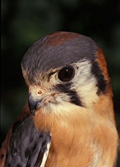 USA, Florida, Male American Kestrel, Falco sparverius, controlled situation USA, Florida, Male American Kestrel, Falco sparverius, controlled situation