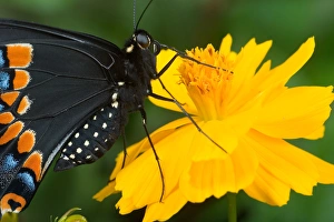 USA, Florida, Male Black swallowtail on yellow cosmos, Papilio polyxenes USA, Florida, Male Black swallowtail on yellow cosmos, Papilio polyxenes