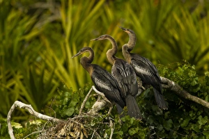 USA, Florida, Orange County, Gatorland. Three anhinga chicks on tree limb. Credit as USA, Florida, Orange County, Gatorland. Three anhinga chicks on tree limb. Credit as