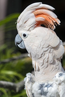 USA, Florida, Orlando, Gatorland, Citron Cockatoo USA, Florida, Orlando, Gatorland, Citron Cockatoo