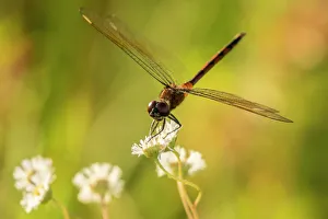 USA, Florida, Orlando Wetlands Park. Dragonfly on blossom USA, Florida, Orlando Wetlands Park. Dragonfly on blossom