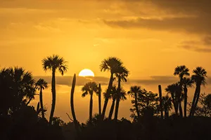 USA, Florida, Orlando Wetlands Park. Palm trees silhouetted at sunrise USA, Florida, Orlando Wetlands Park. Palm trees silhouetted at sunrise