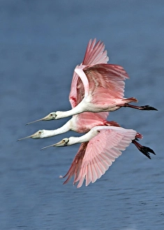 USA, Florida, Sanibel Island, Florida, Ding Darling NWR, Three Roseate Spoonbills USA, Florida, Sanibel Island, Florida, Ding Darling NWR, Three Roseate Spoonbills