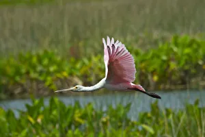 USA, Florida, Sarasota, Celery Fields, Roseate Spoonbill, Flying USA, Florida, Sarasota, Celery Fields, Roseate Spoonbill, Flying