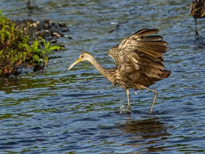 USA, Florida, Sarasota, Myakka River State Park, Wading Bird, Feeding. Limpkin USA, Florida, Sarasota, Myakka River State Park, Wading Bird, Feeding. Limpkin